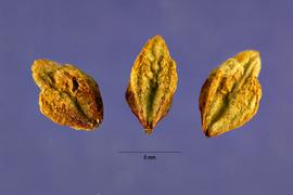   Seeds:   Oenothera biennis ; Photo by J. Hernández, USDA-NRCS Plants Database
